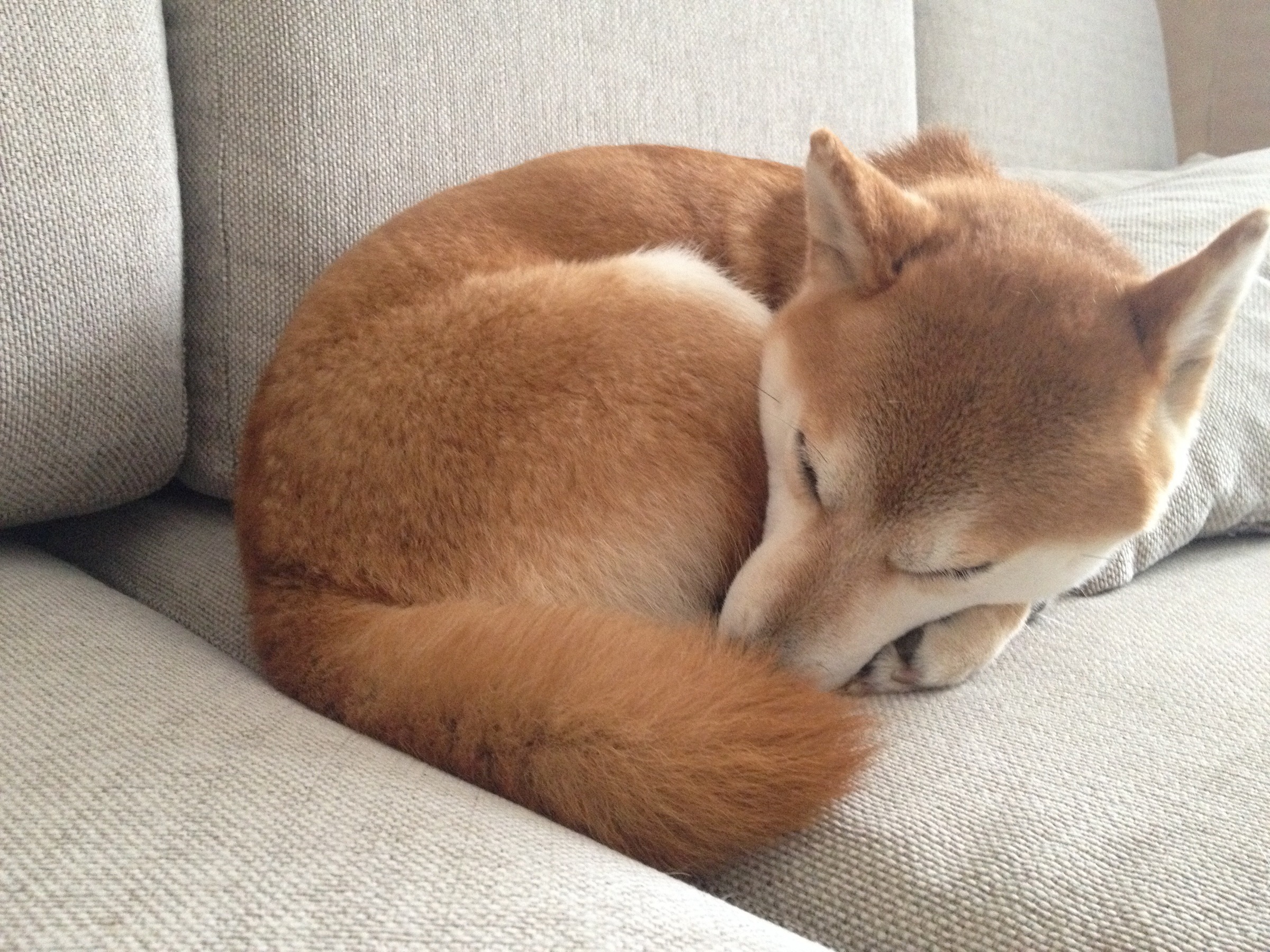 キツネと柴犬ってそっくりだよね 柴犬まるとなまら孤独な東京を楽しんでみる