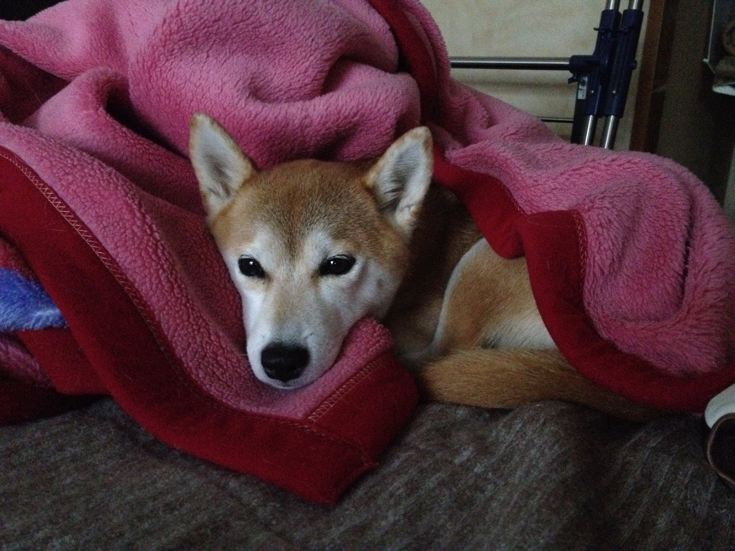 毛布にくるまるりんぱっ 柴犬まるとなまら孤独な東京を楽しんでみる