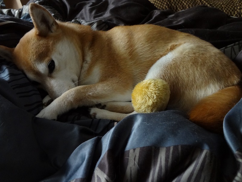 フカフカの羽毛布団で眠る柴犬まるは今日も眠い 柴犬まるとなまら孤独な東京を楽しんでみる