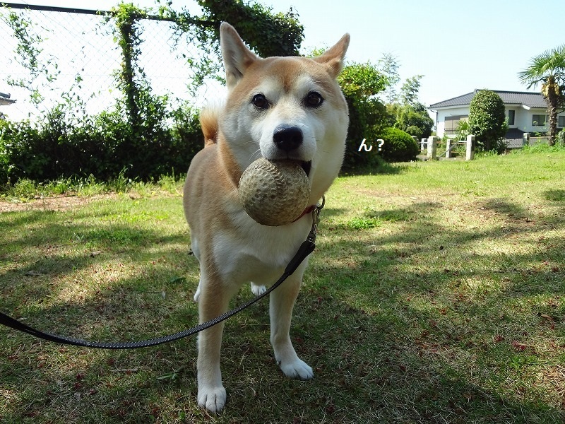 最近太った柴犬まるは運動でダイエットをし始めてみました 柴犬まるとなまら孤独な東京を楽しんでみる