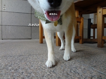 DSC01729.jpg