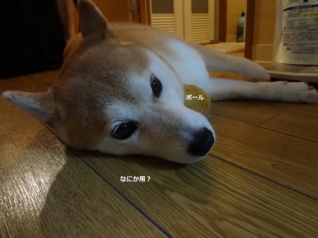 DSC01958.jpg