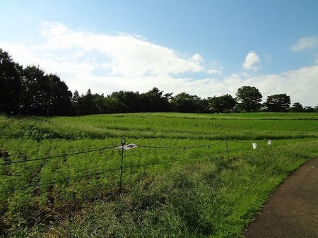 DSC02699.jpg