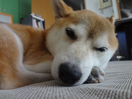 DSC02768.jpg
